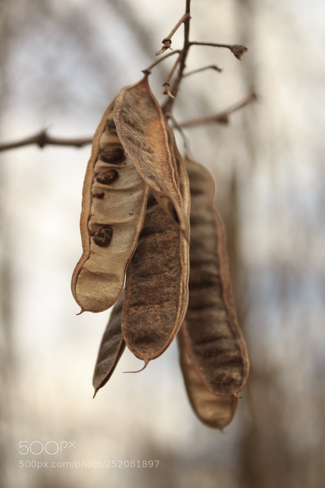 Canon EOS 600D (Rebel EOS T3i / EOS Kiss X5) sample photo. Acacia seeds photography