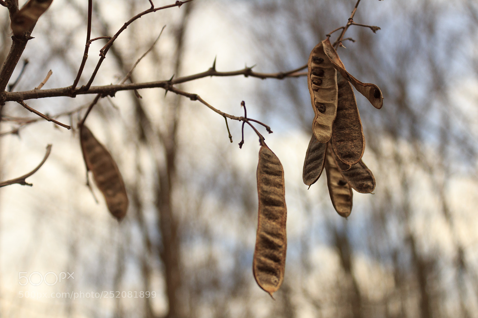 Canon EOS 600D (Rebel EOS T3i / EOS Kiss X5) sample photo. Acacia seeds photography