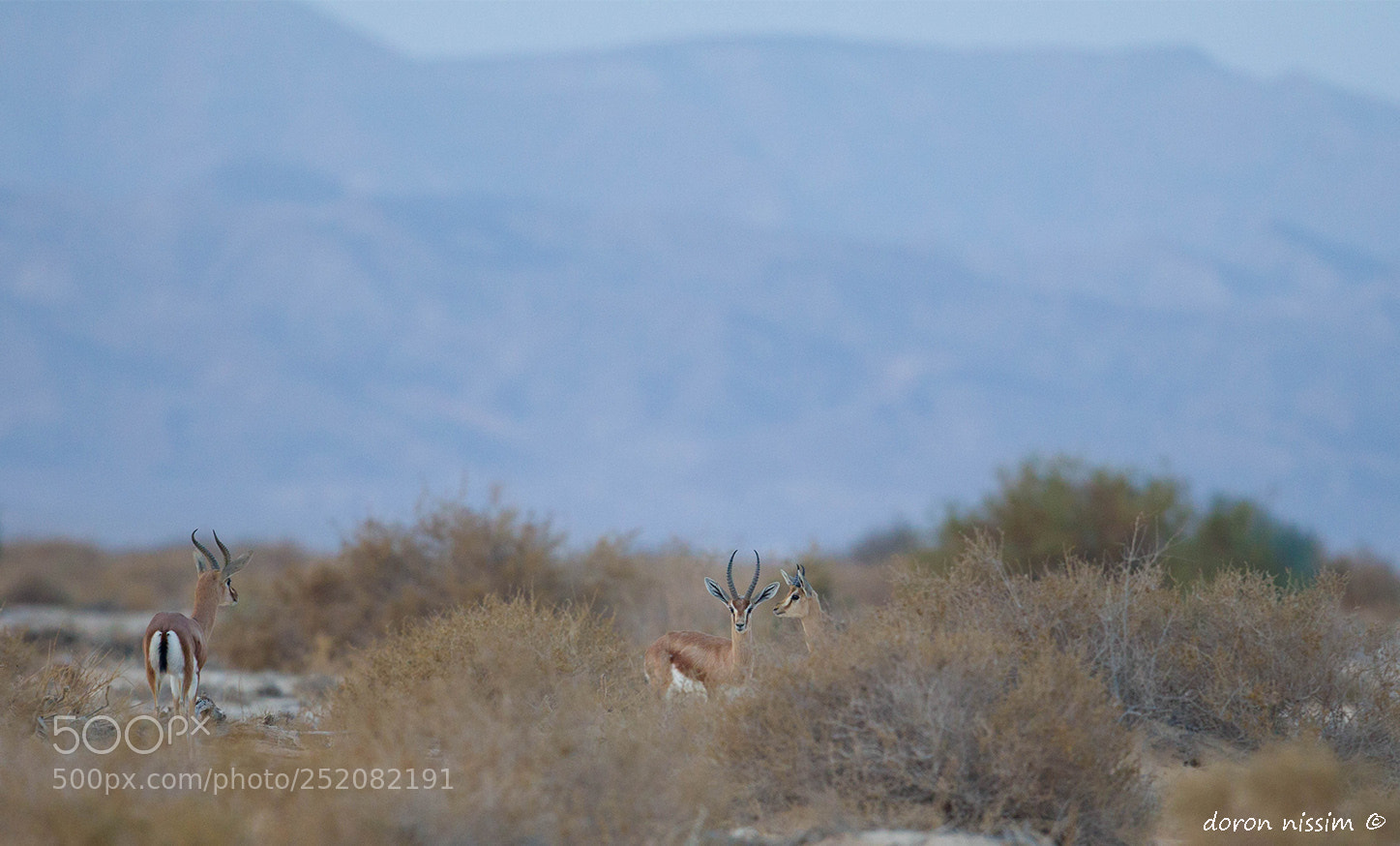 Canon EOS-1D Mark IV sample photo. Gazella dorcas photography