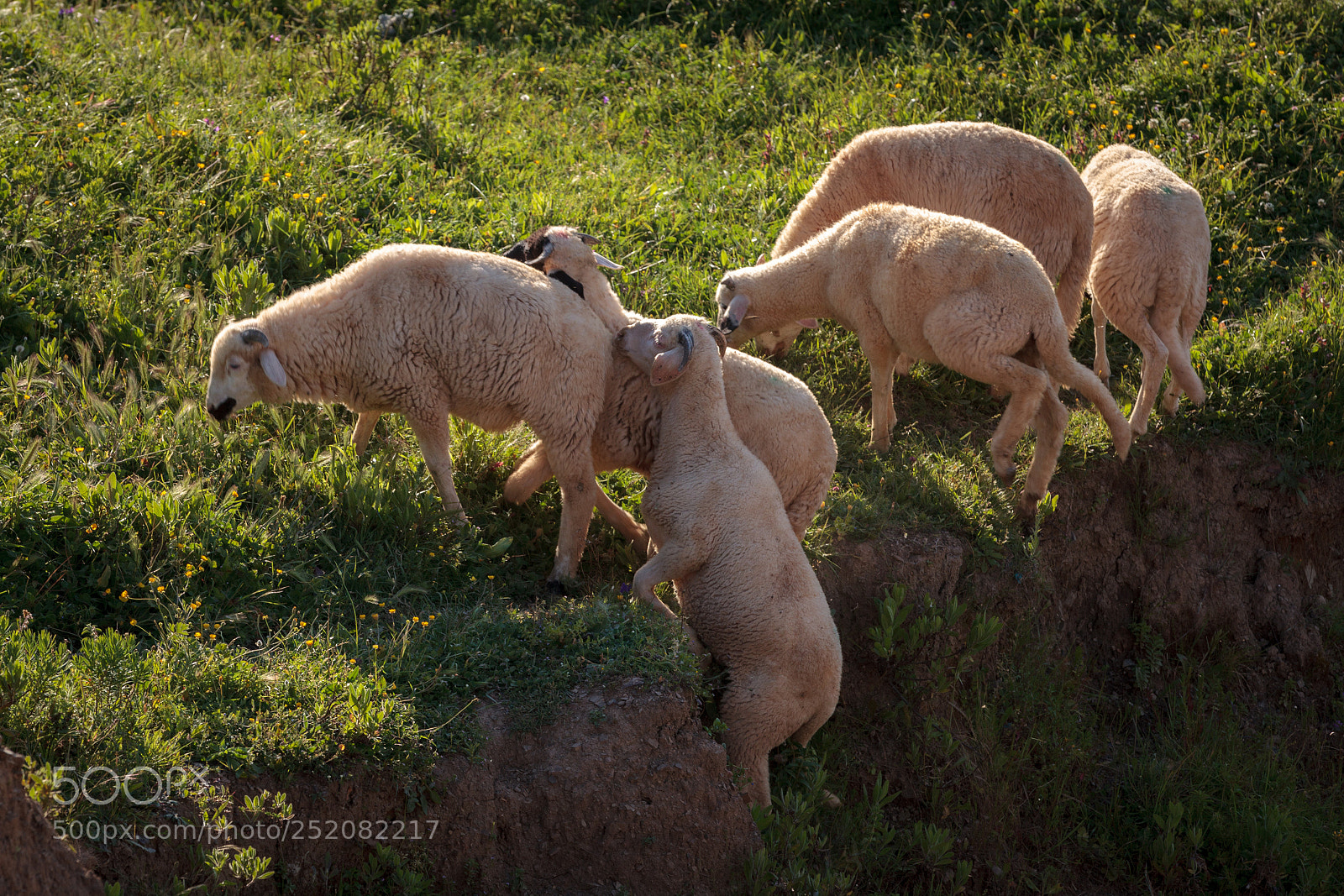 Canon EOS 5D Mark II sample photo. Morocco photography
