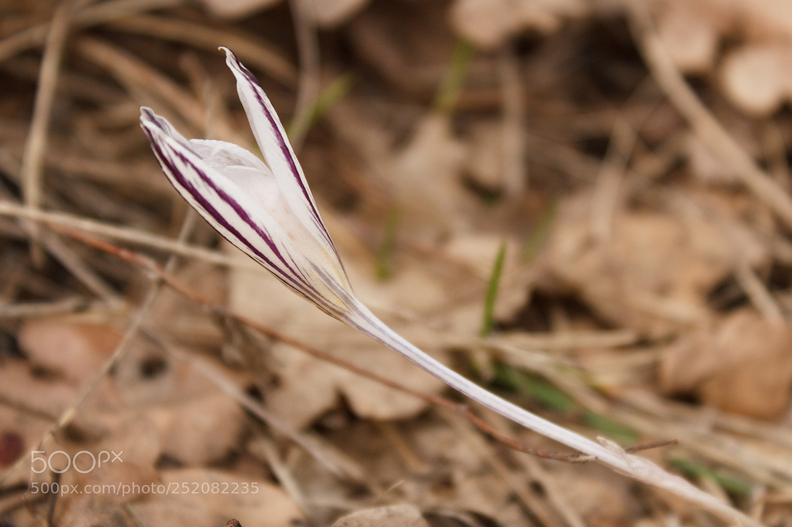 Canon EOS 600D (Rebel EOS T3i / EOS Kiss X5) sample photo. Wild flower photography