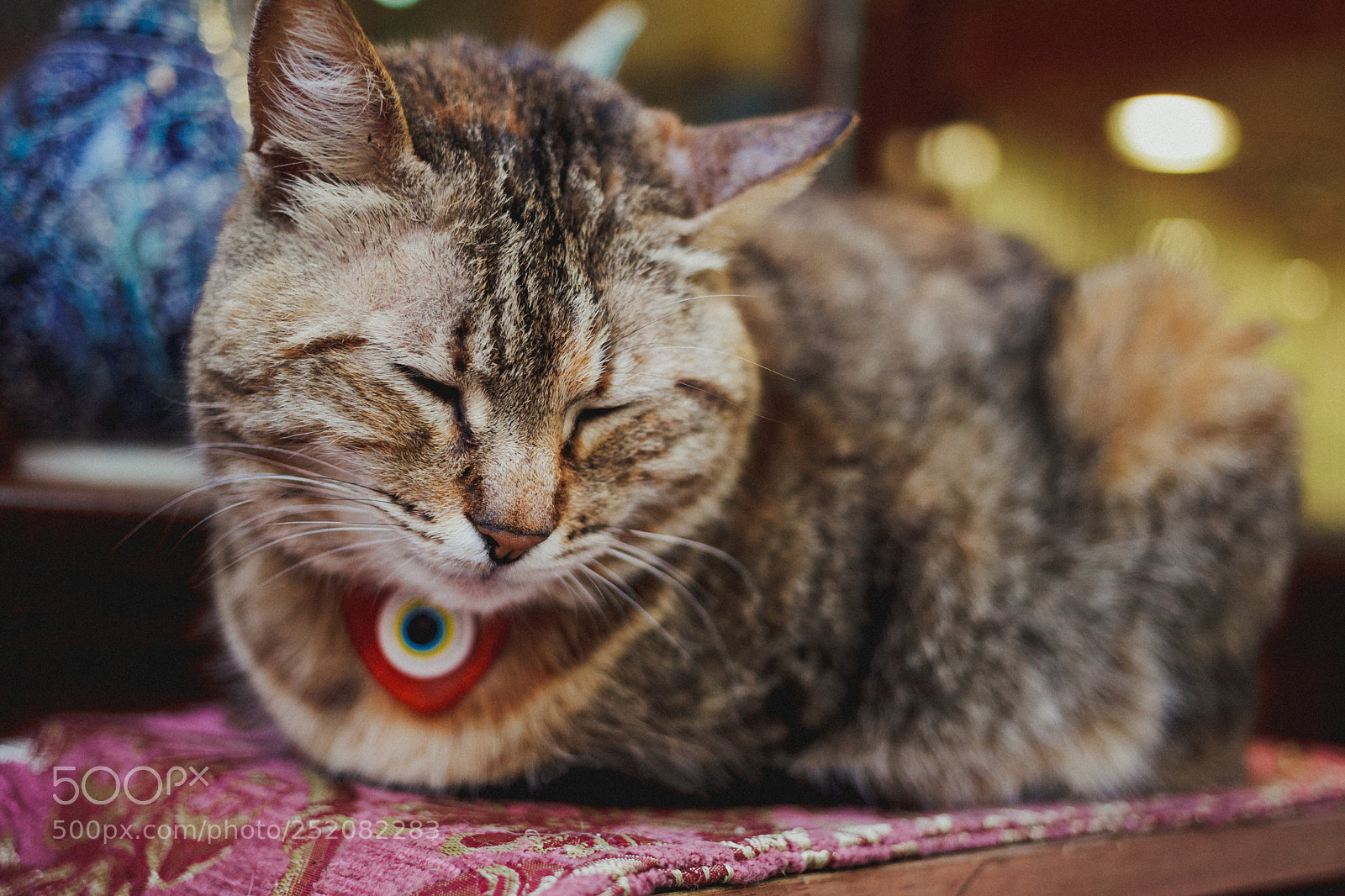 Canon EOS 5D Mark II sample photo. Istanbul cat photography