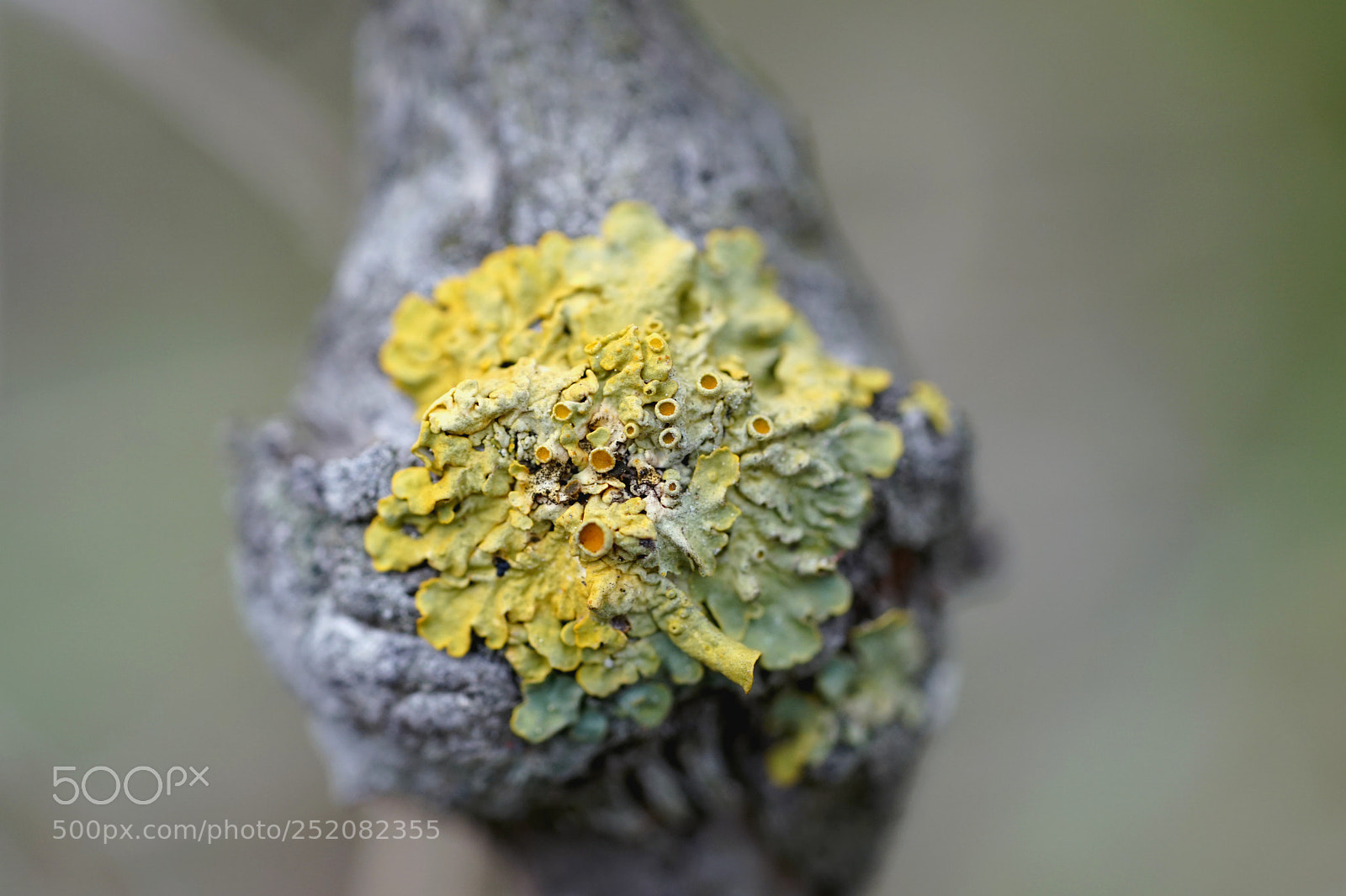 Sony a6500 sample photo. Lichen photography