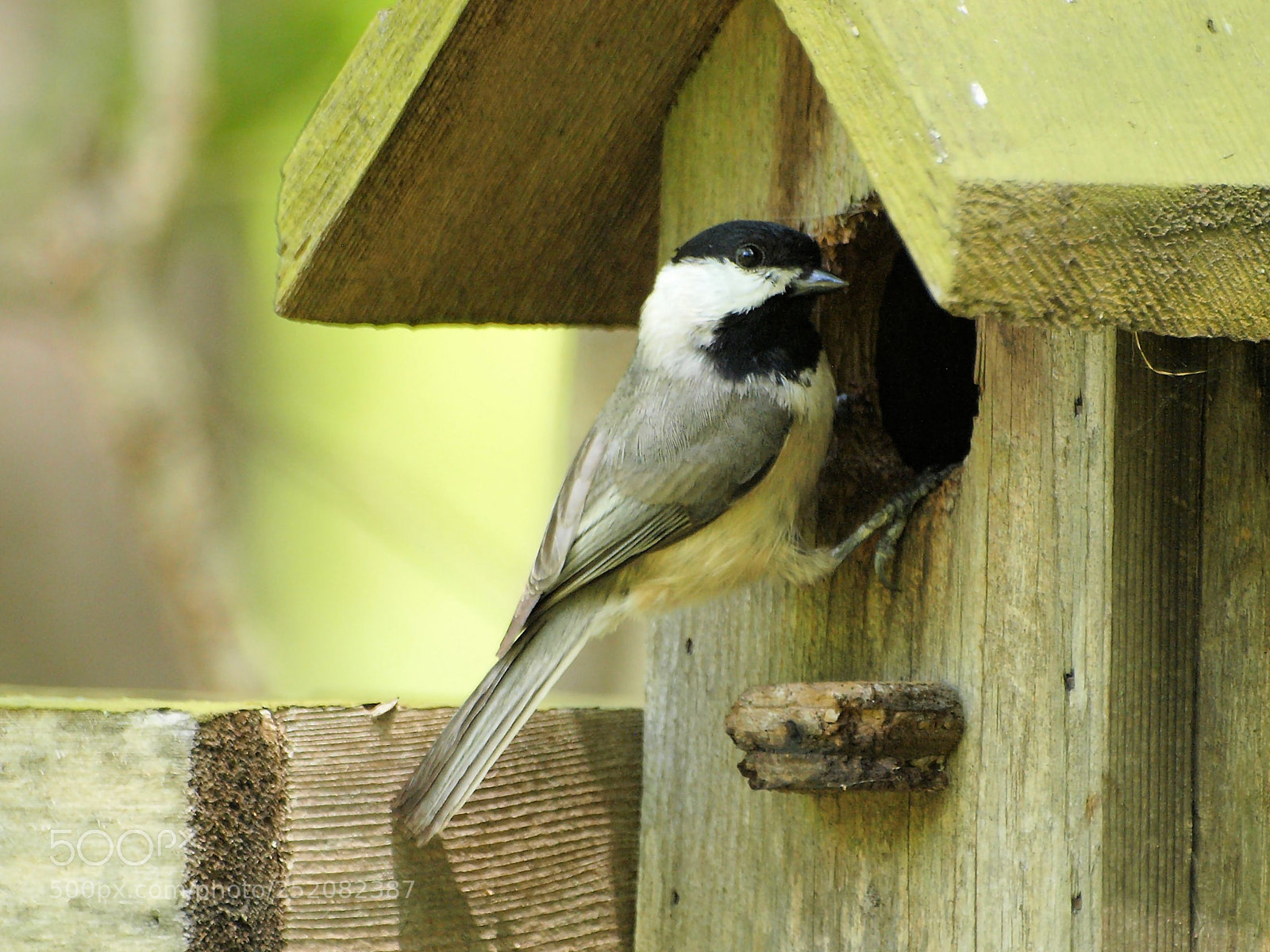 Olympus E-520 (EVOLT E-520) sample photo. Carolina chickadee photography
