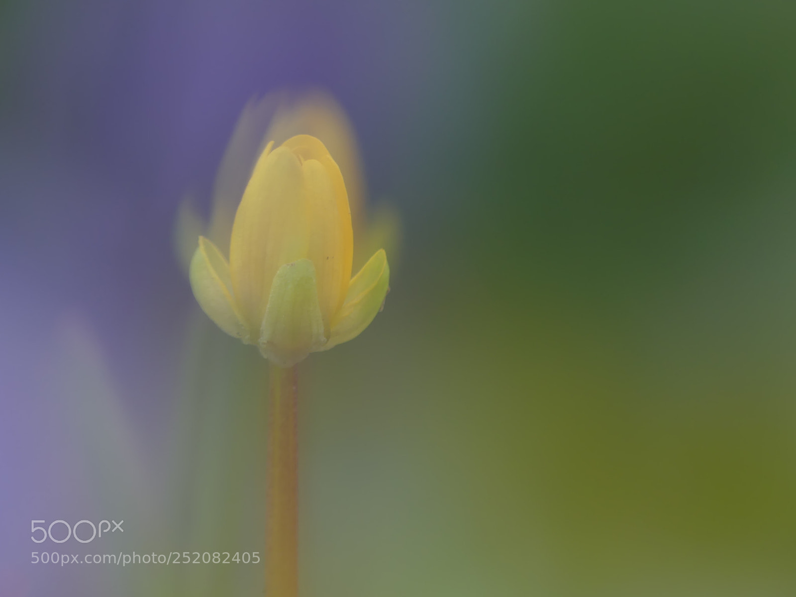 Panasonic Lumix DMC-FZ300 sample photo. Foggy flower photography