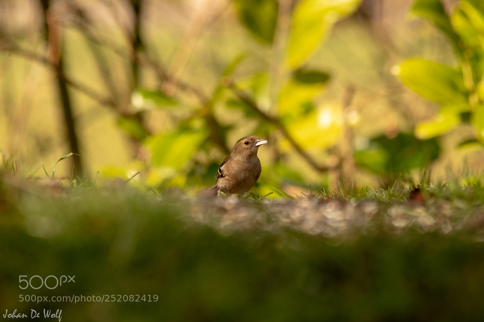 Canon EOS 77D (EOS 9000D / EOS 770D) sample photo. Bird photography