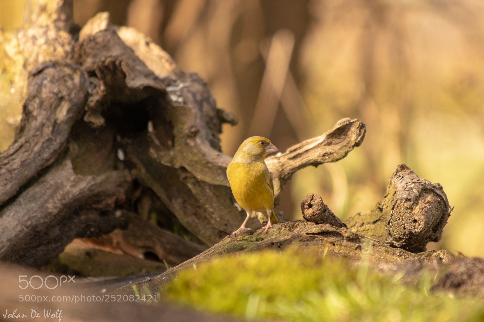 Canon EOS 77D (EOS 9000D / EOS 770D) sample photo. Bird photography