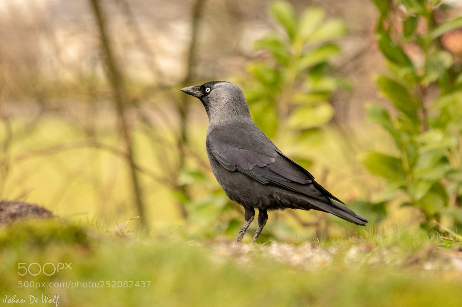 Canon EOS 77D (EOS 9000D / EOS 770D) sample photo. Bird photography