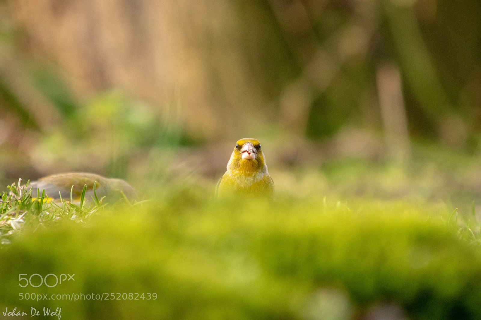 Canon EOS 77D (EOS 9000D / EOS 770D) sample photo. Bird photography