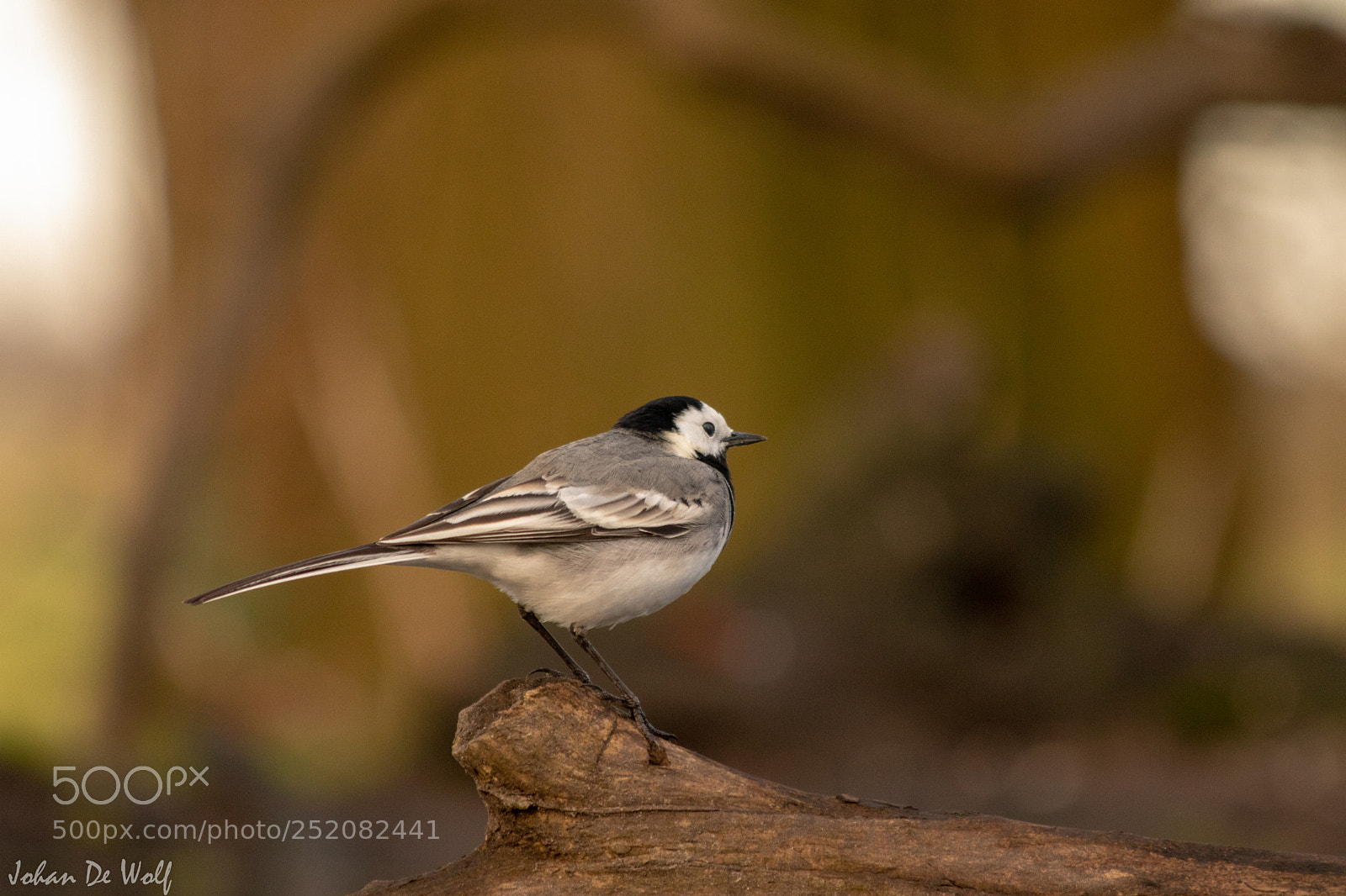 Canon EOS 77D (EOS 9000D / EOS 770D) sample photo. Bird photography
