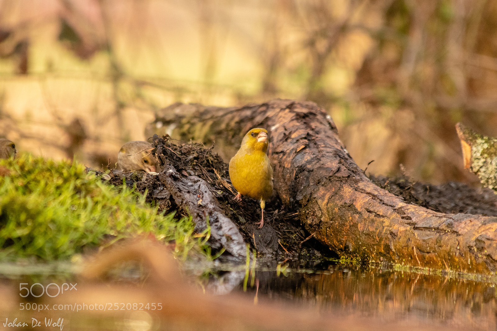 Canon EOS 77D (EOS 9000D / EOS 770D) sample photo. Bird photography