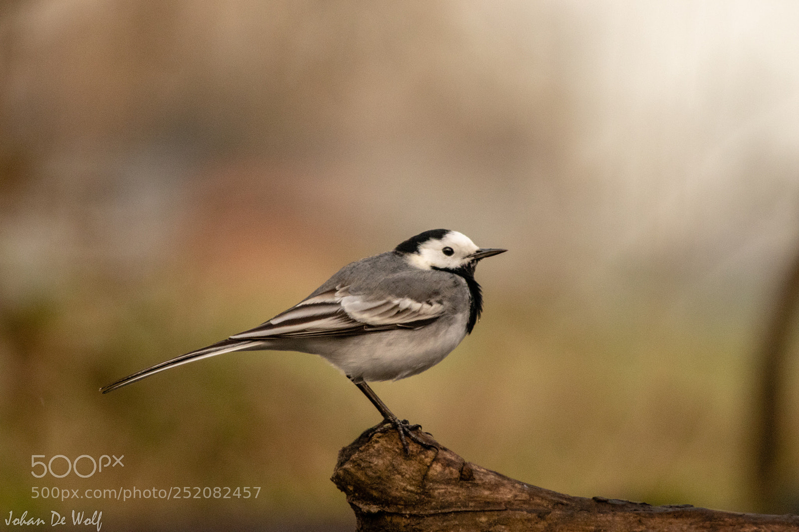 Canon EOS 77D (EOS 9000D / EOS 770D) sample photo. Bird photography