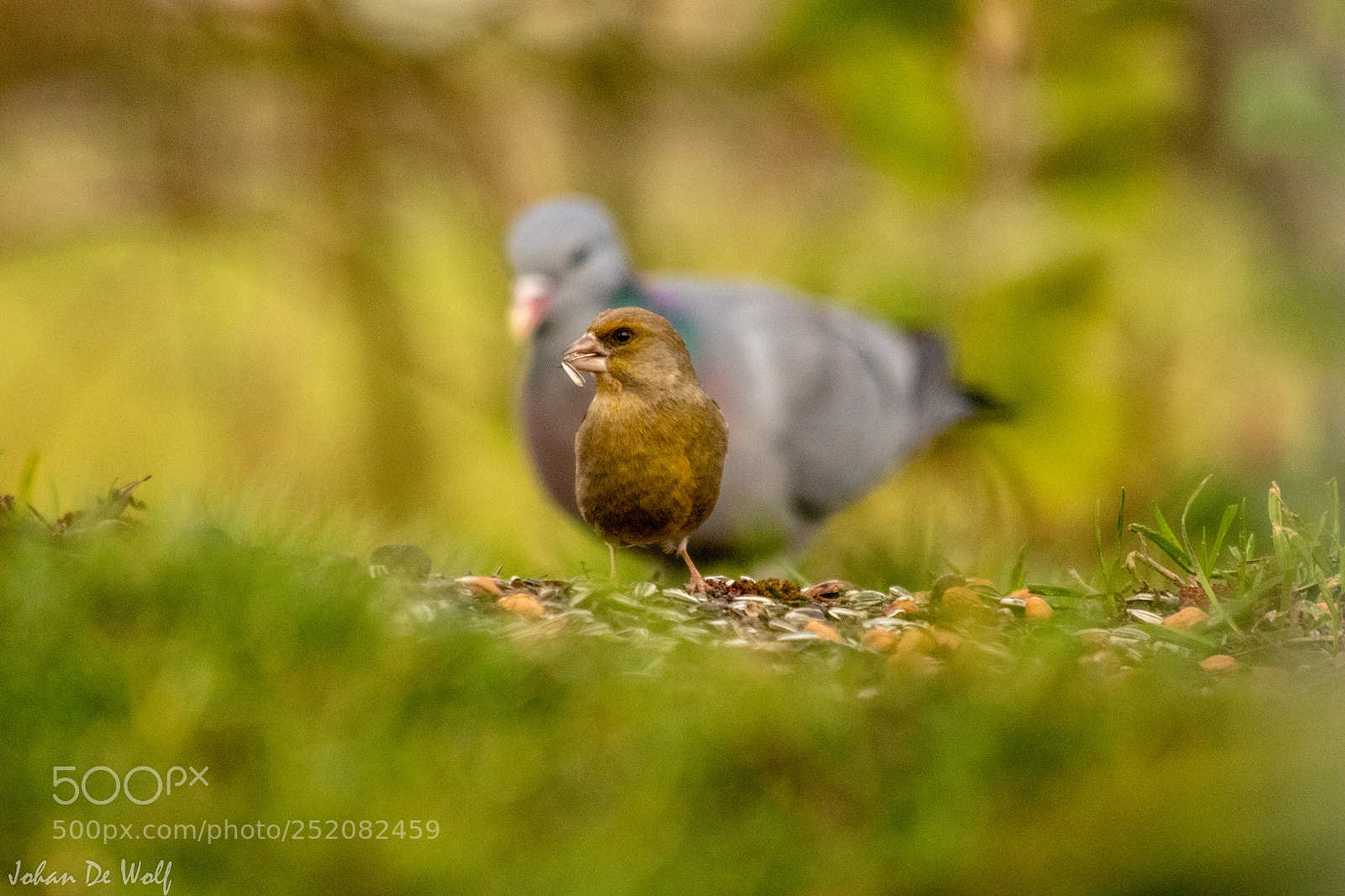 Canon EOS 77D (EOS 9000D / EOS 770D) sample photo. Bird photography