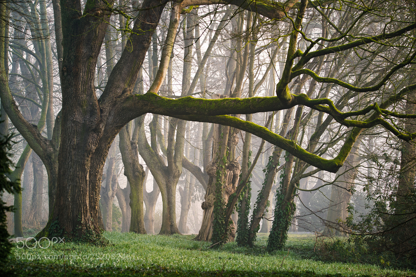Nikon D600 sample photo. Deep forest photography