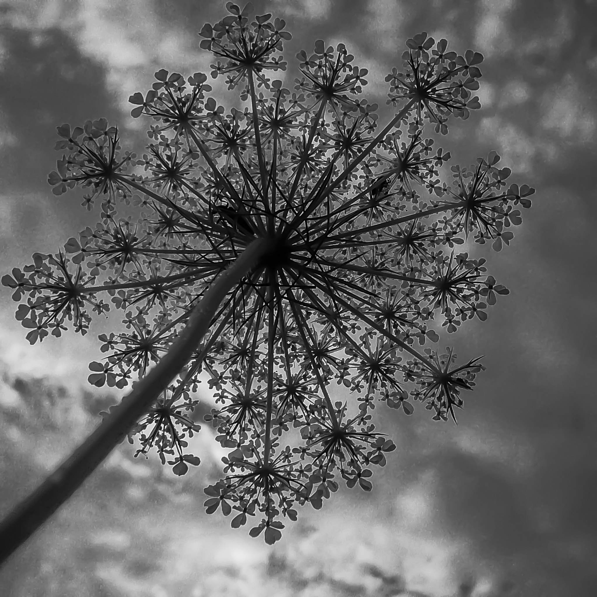 Panasonic DMC-FX07 sample photo. Queen anne's lace photography