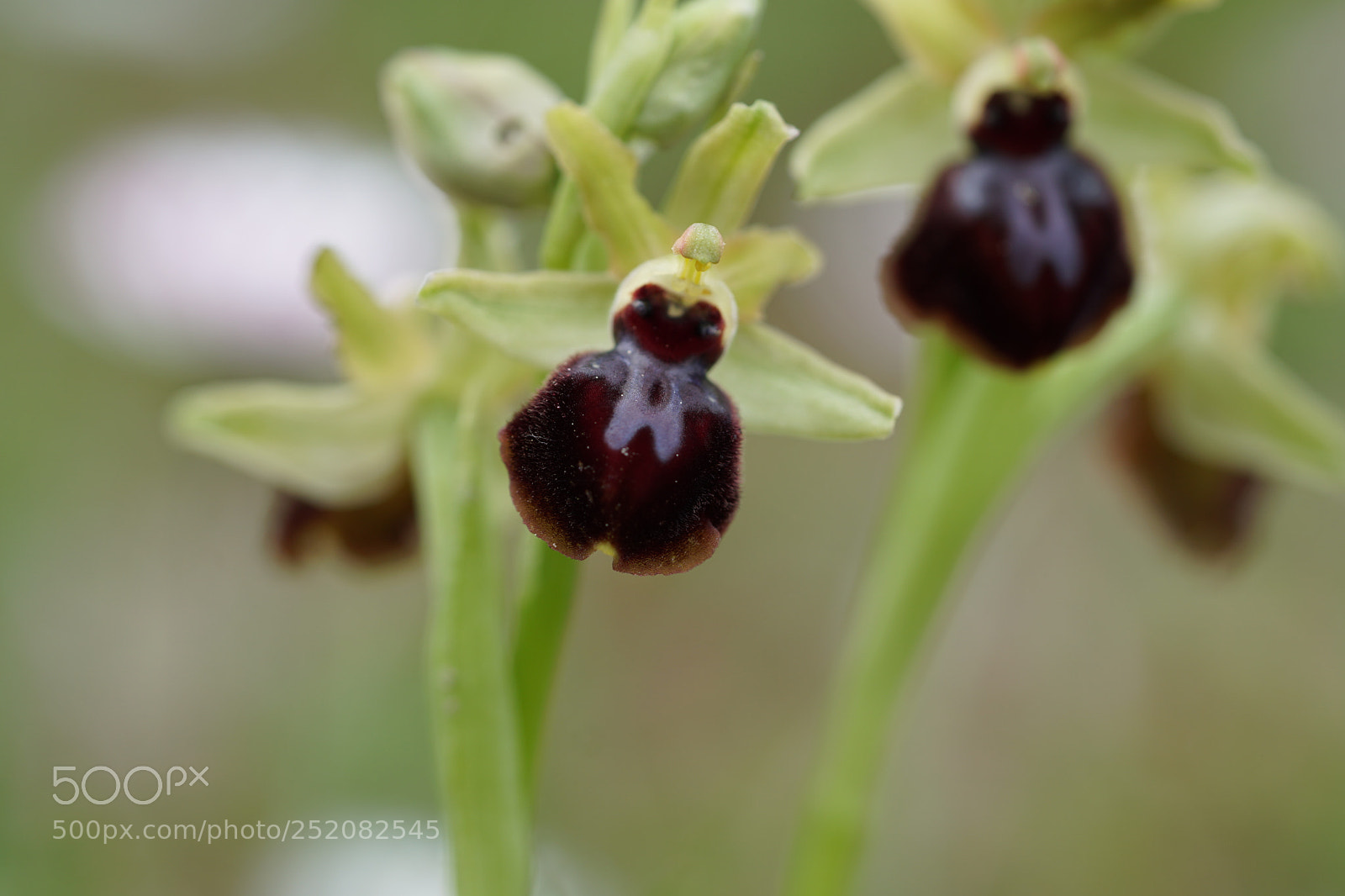 Sony a6500 sample photo. Orchis photography