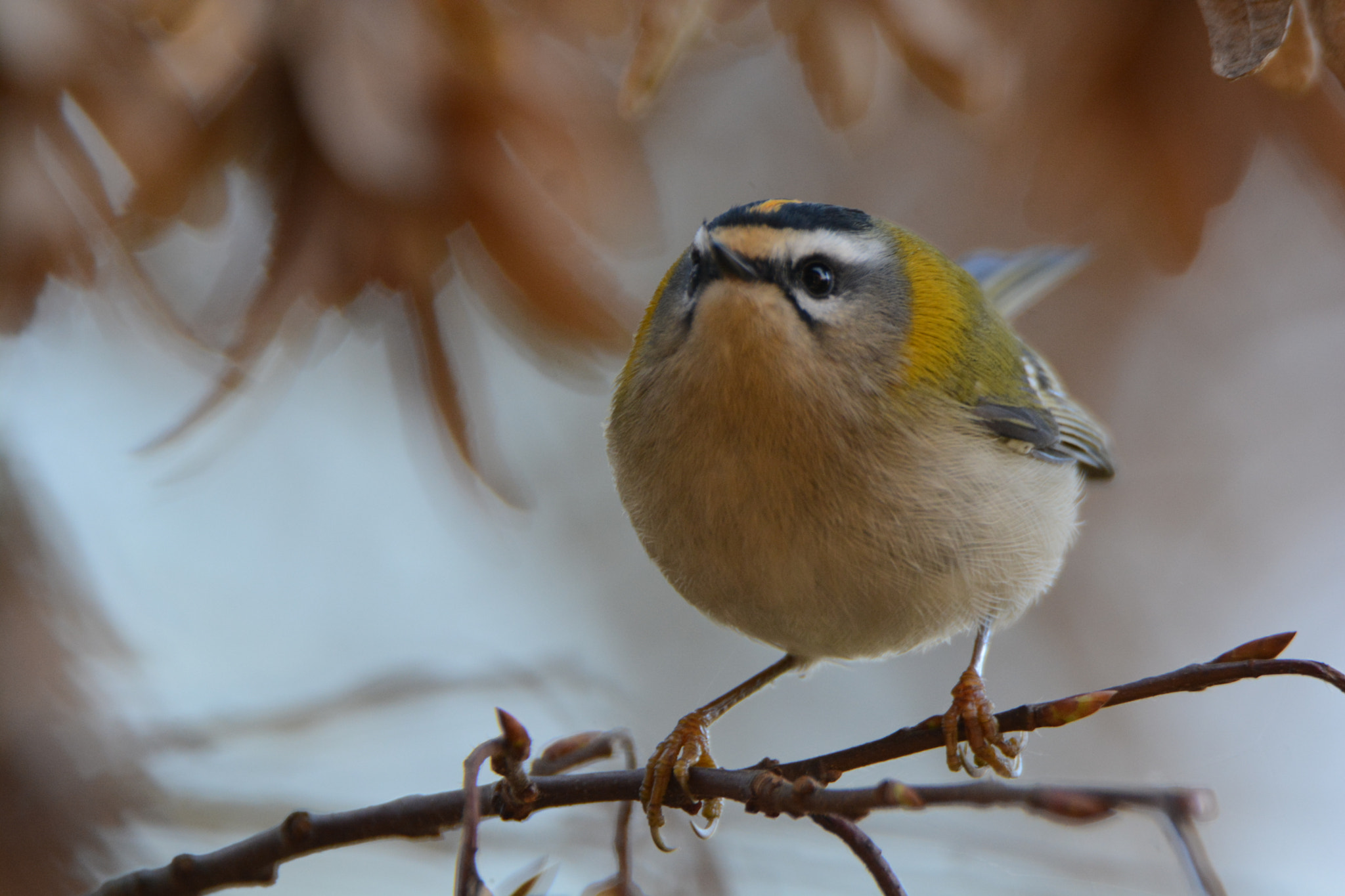 Nikon D5200 sample photo. Firecrest photography