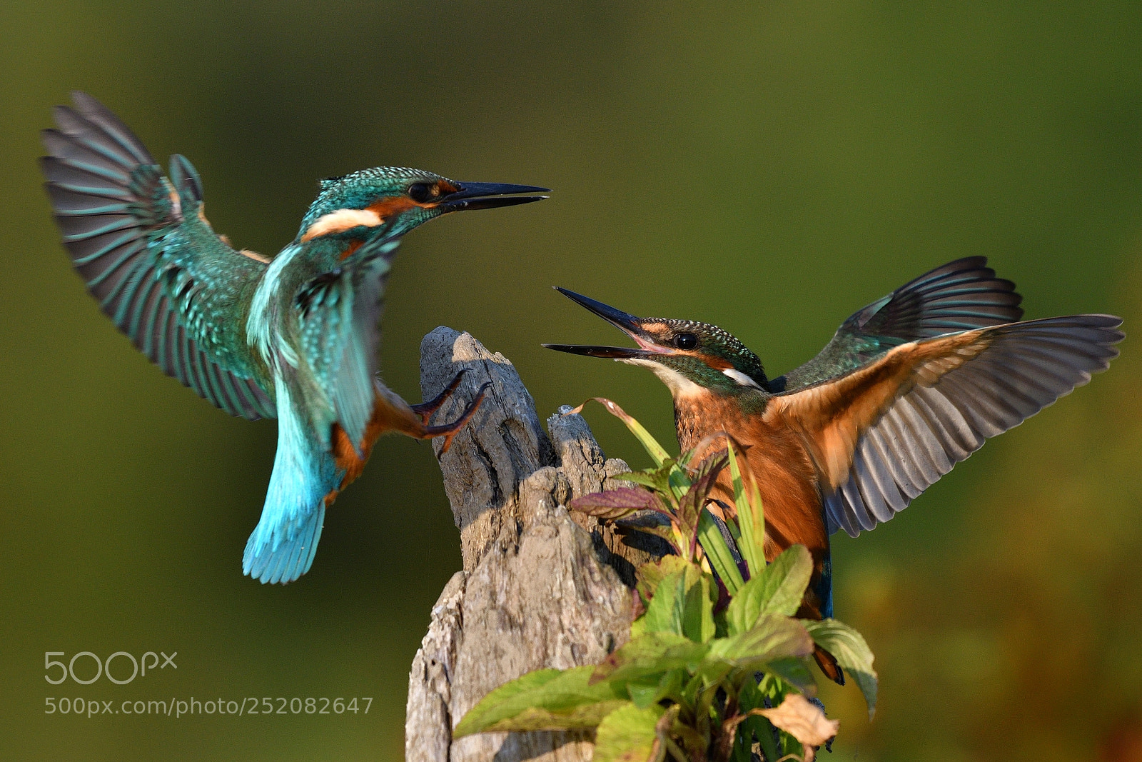 Nikon D500 sample photo. Common king fisher fight photography