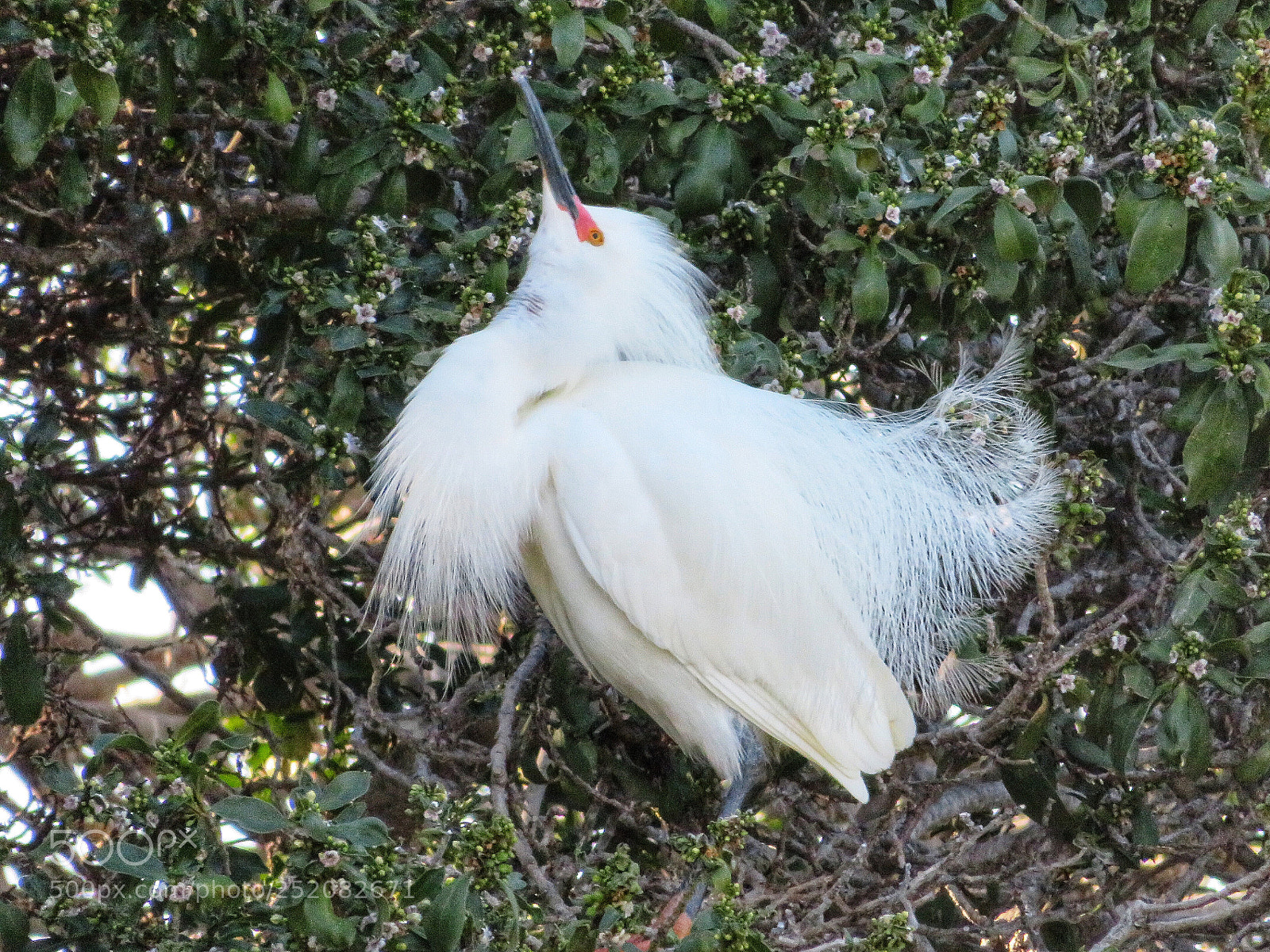 Canon PowerShot SX720 HS sample photo. Mating strut photography