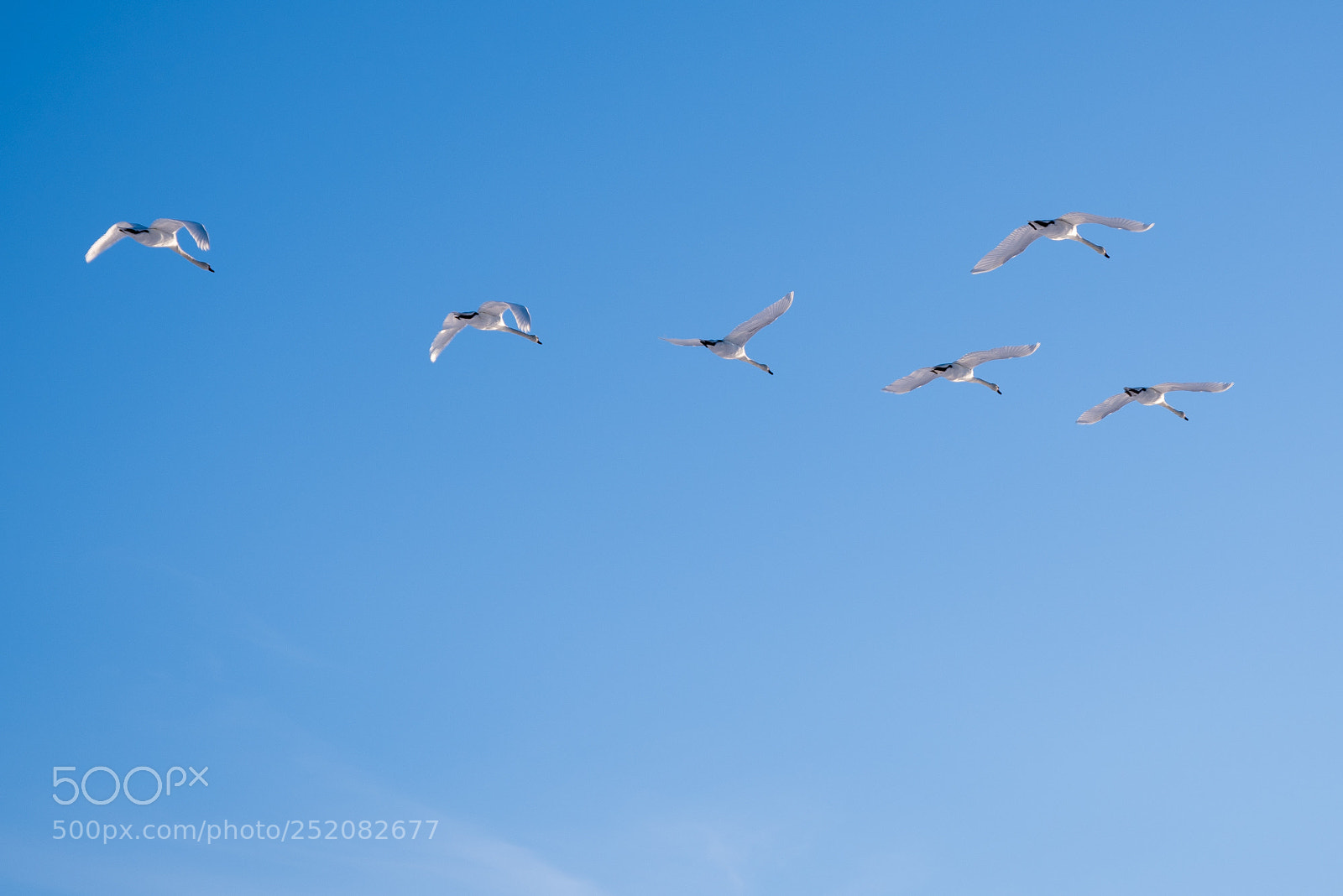 Pentax K-1 sample photo. Swans photography