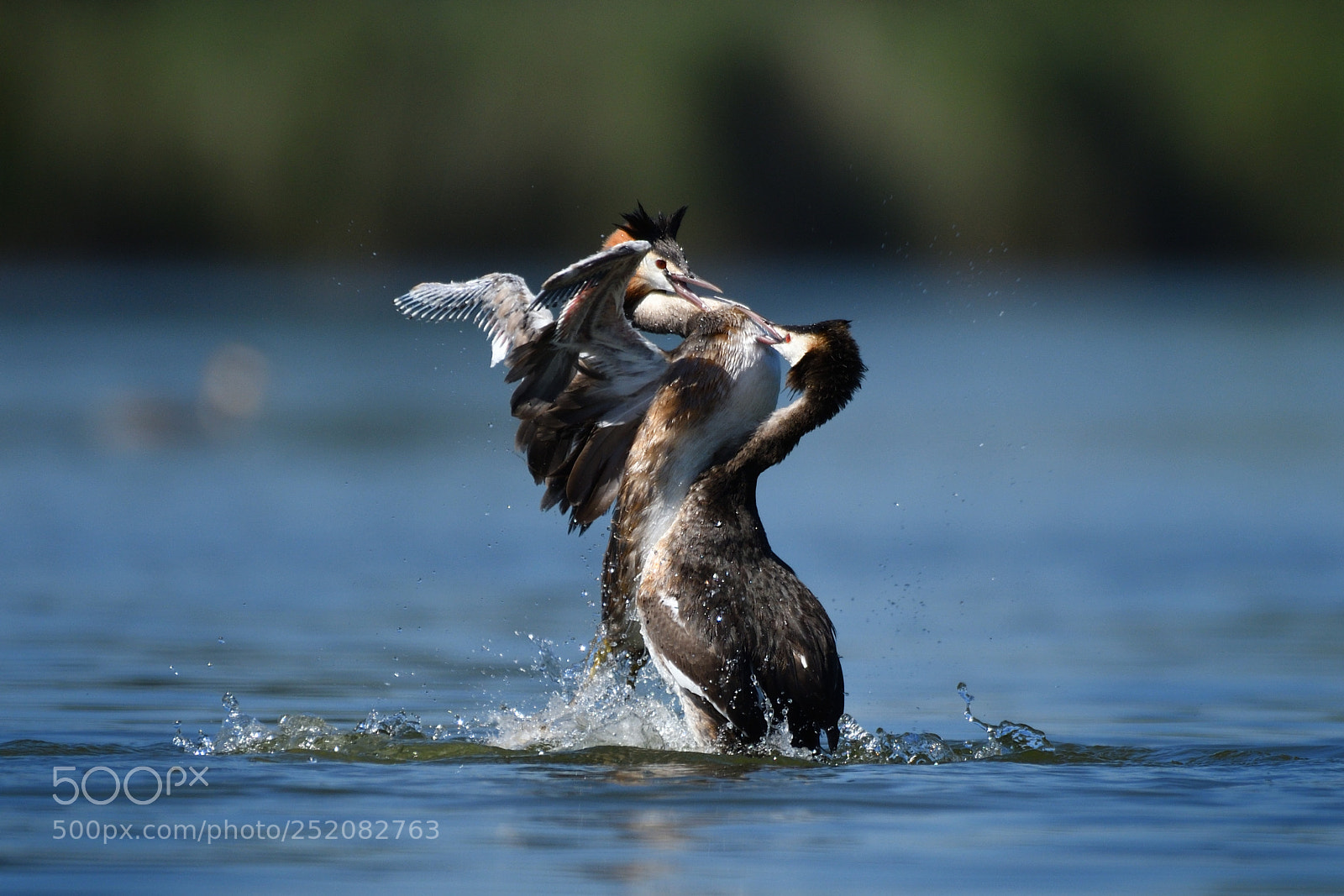 Nikon D500 sample photo. Great crested grebe fight photography