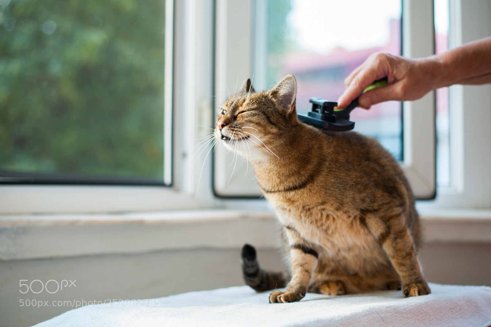 Nikon D700 sample photo. Morning pampering photography