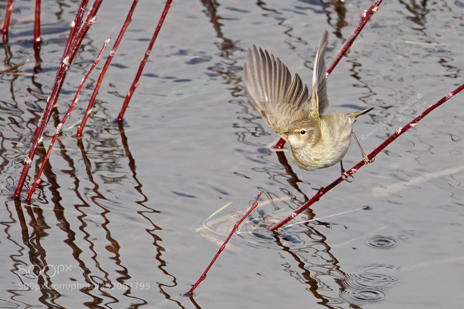 Sony Cyber-shot DSC-RX10 IV sample photo. Common chiffchaff phylloscopus collybita photography
