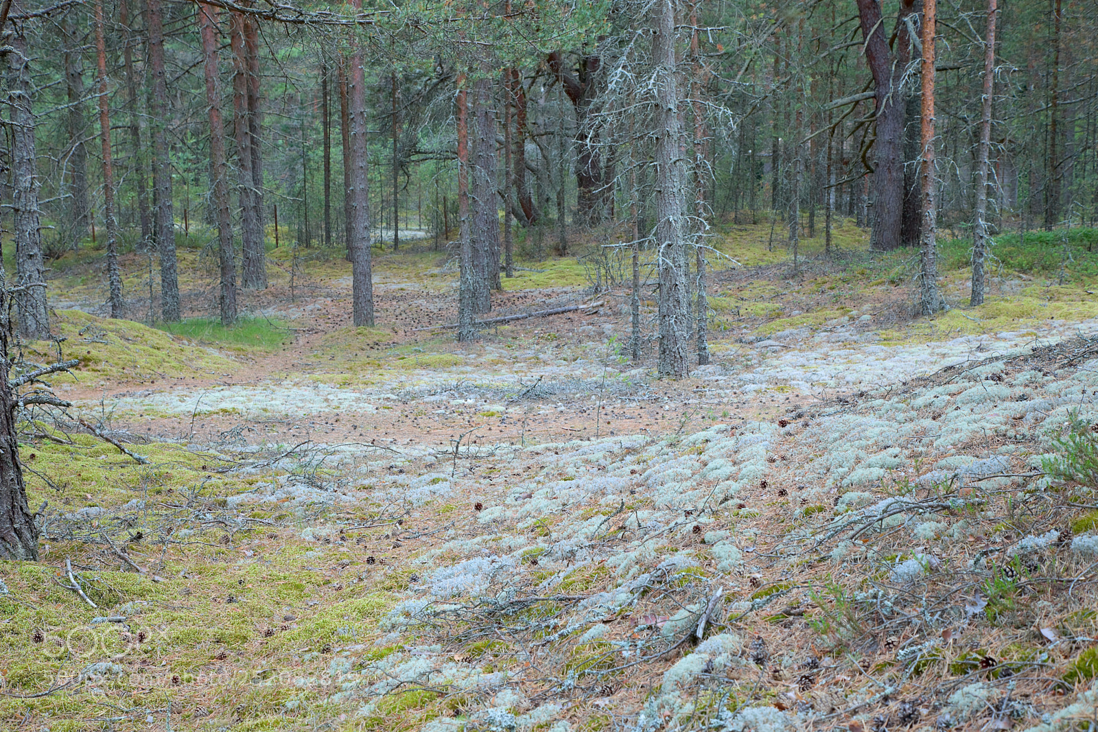 Canon EOS 5D Mark II sample photo. Forest in finland near photography