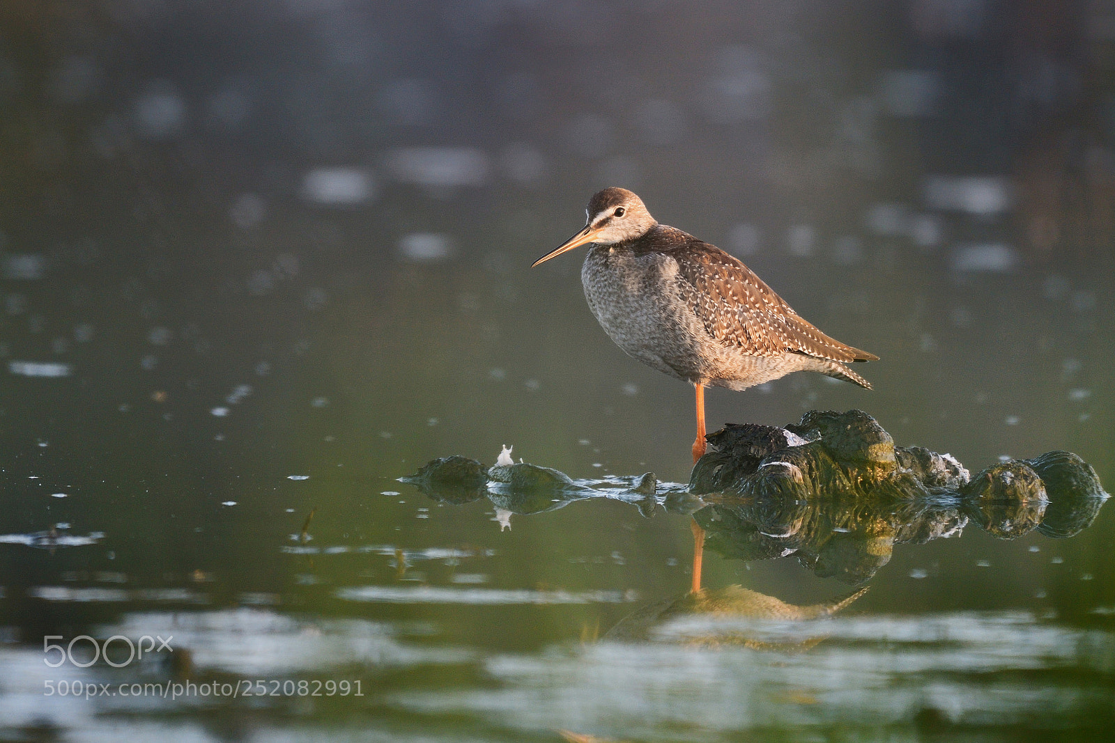 Nikon D500 sample photo. Spotted redshank standing in photography