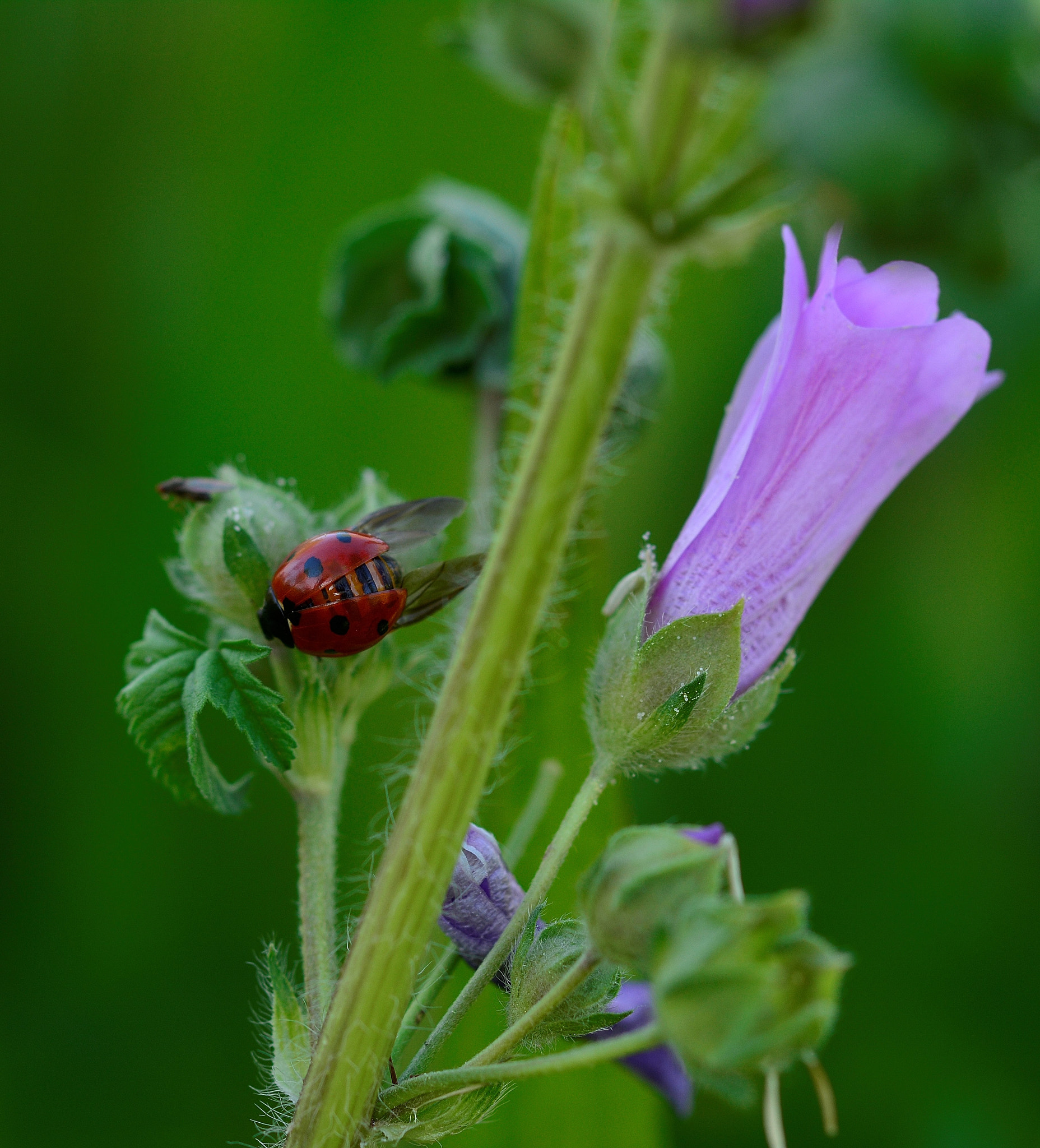 Nikon D7100 sample photo. Ladybug photography