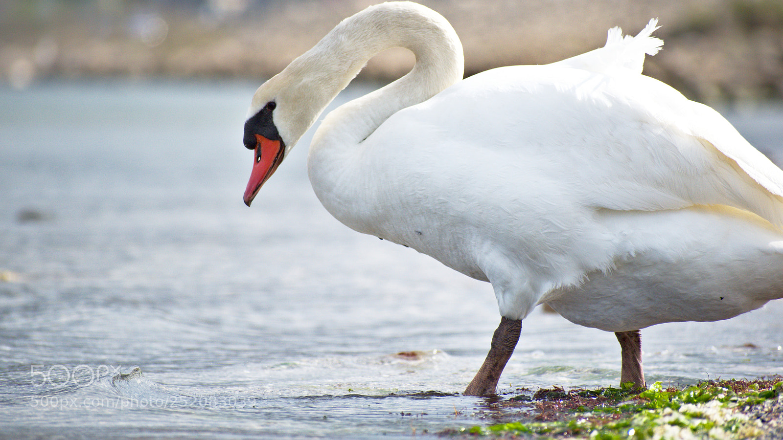 Nikon D5600 sample photo. Swan photography
