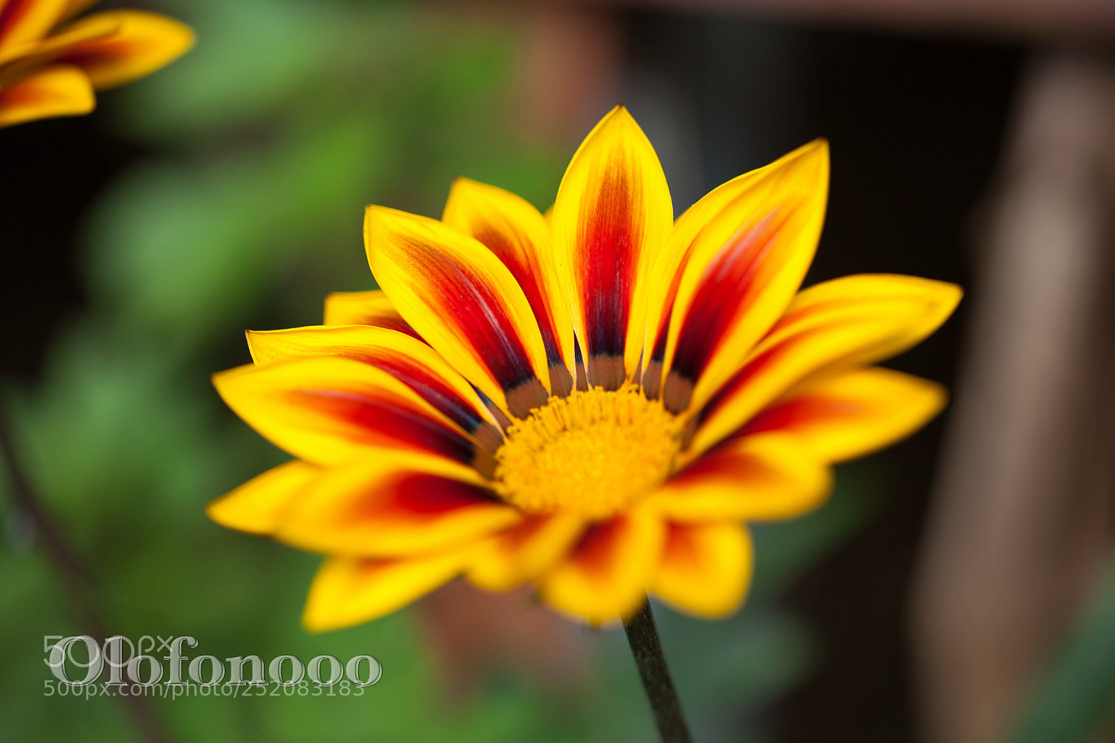 Canon EOS 5D Mark II sample photo. So colourful photography