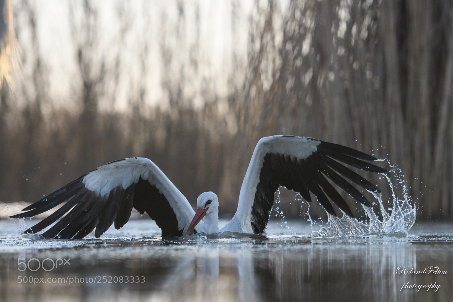 Nikon D500 sample photo. Bathing stork photography