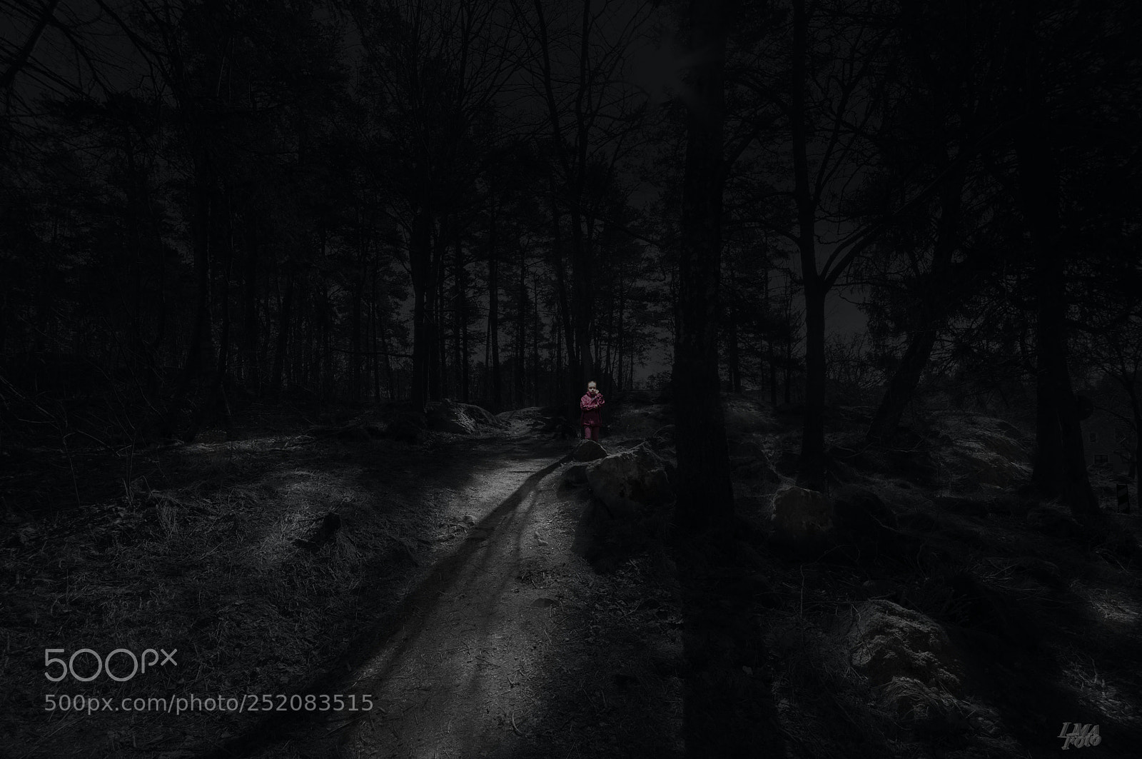 Nikon D300 sample photo. Alone in the forrest photography