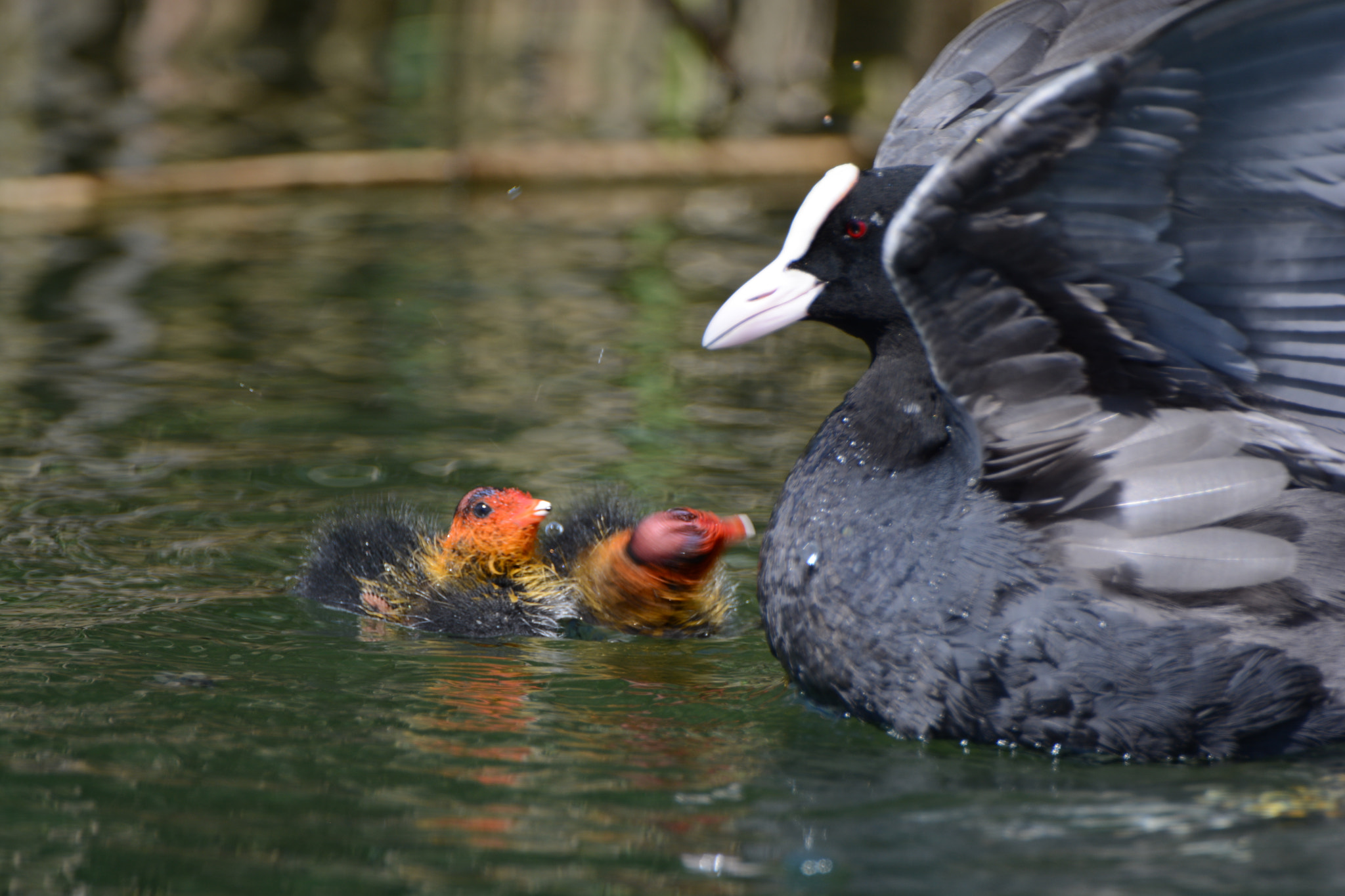 Nikon D5200 sample photo. A sweet mather photography