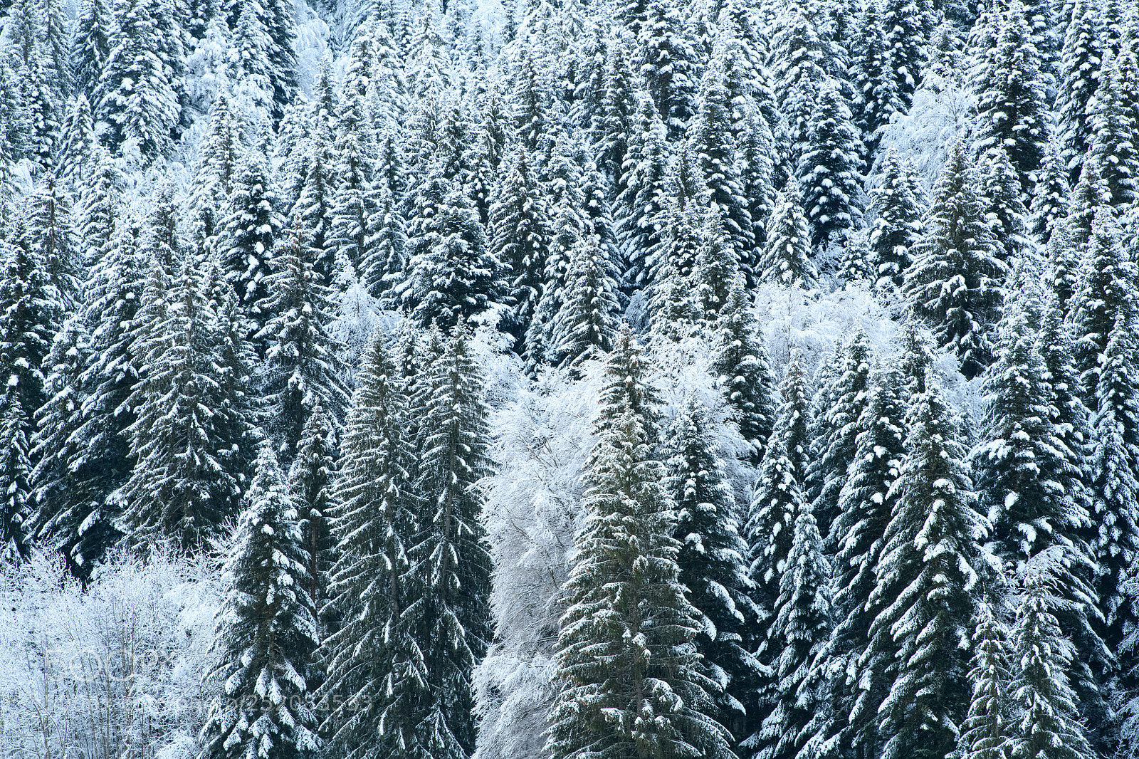 Nikon D850 sample photo. Snowcapped green photography