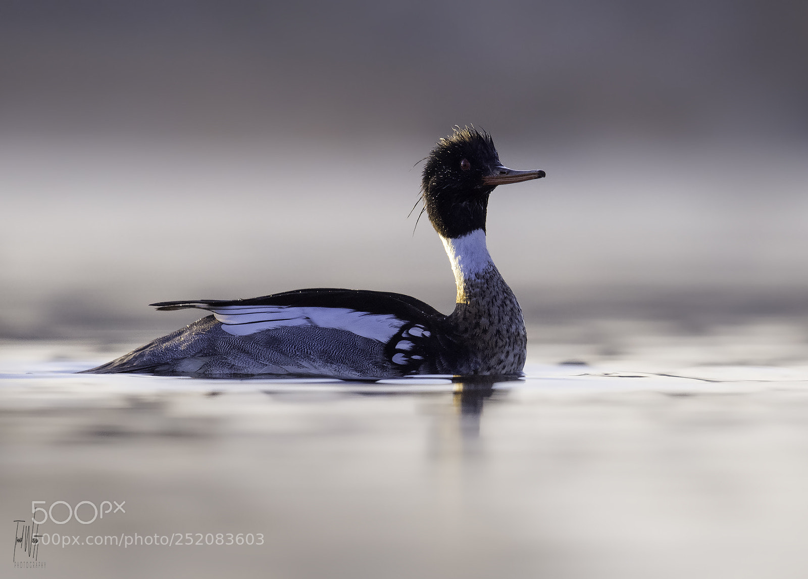Nikon D850 sample photo. Red-breasted merganser photography