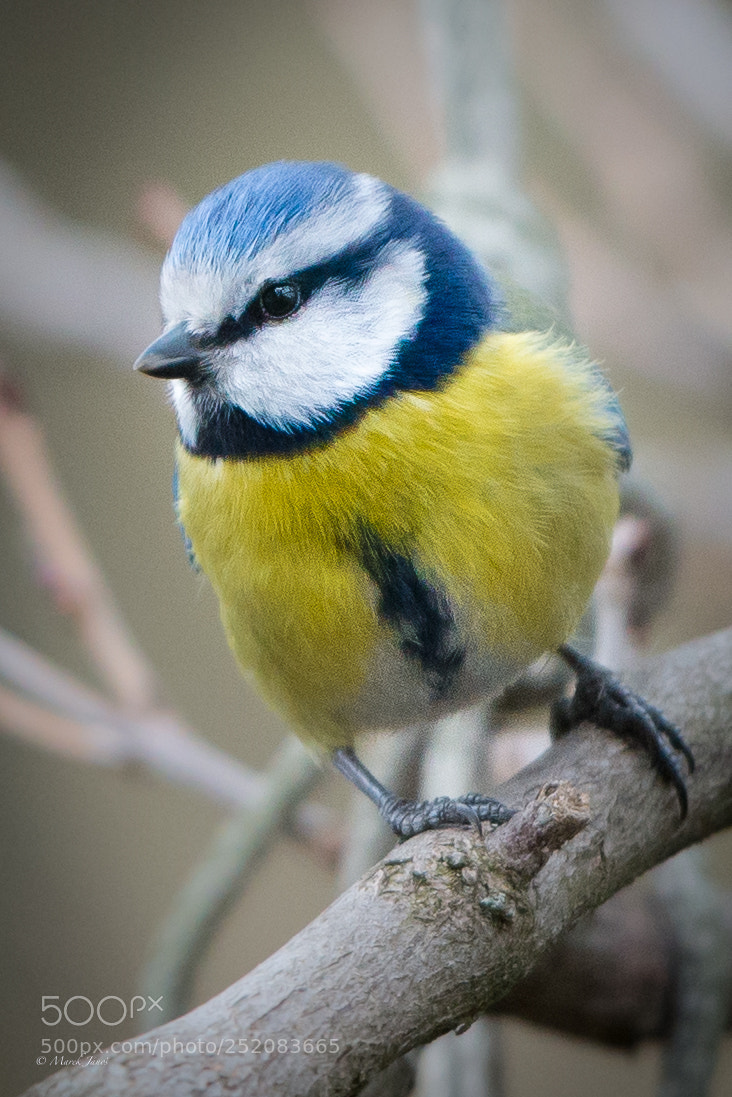 Nikon D800 sample photo. Eurasian blue tit photography