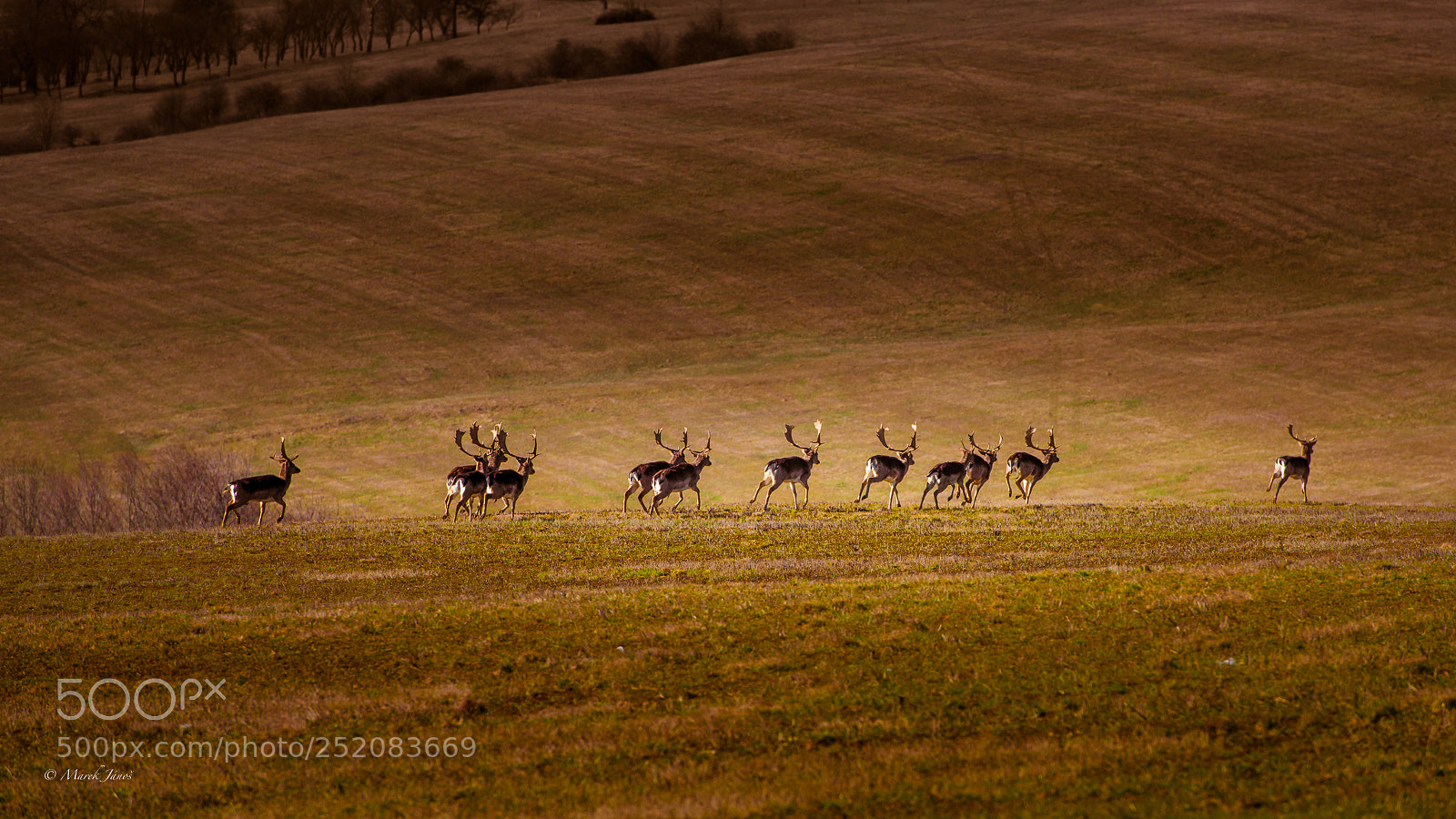 Nikon D800 sample photo. Fallow deer photography