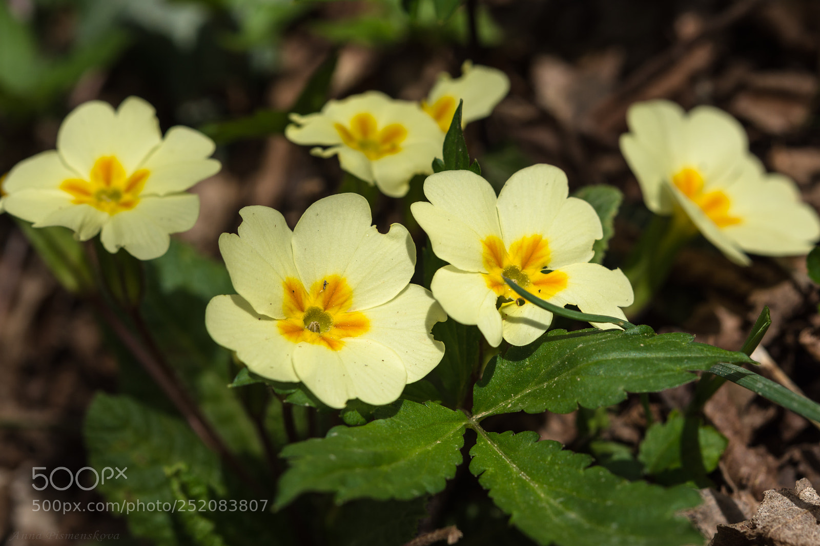 Nikon D7200 sample photo. Macro photography primrose primula photography