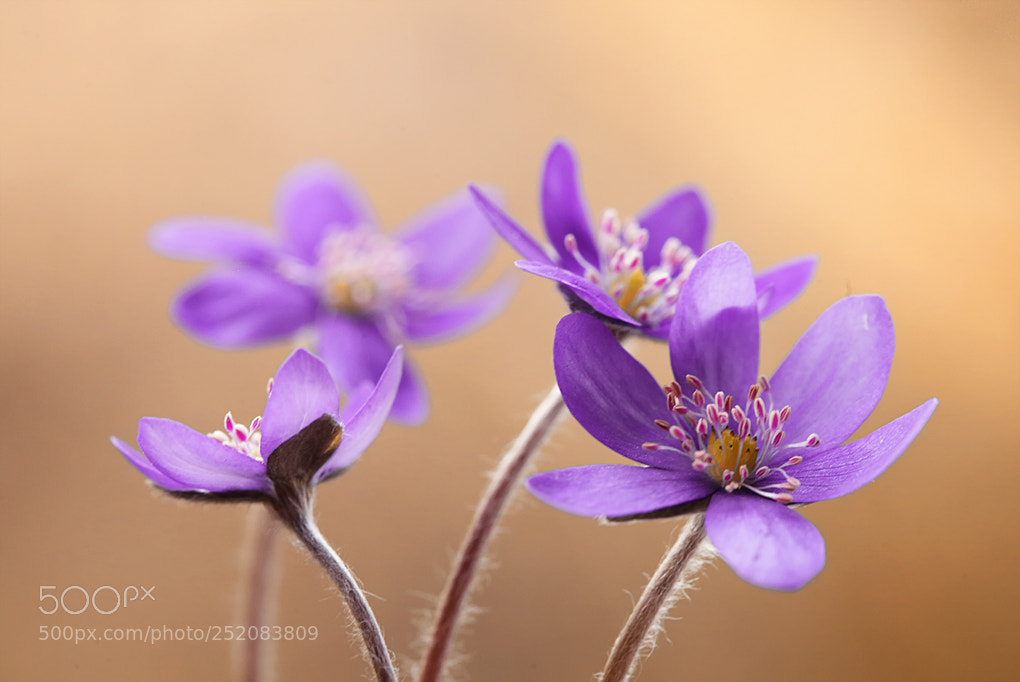Canon EOS 5D Mark II sample photo. Hepatica nobilis photography