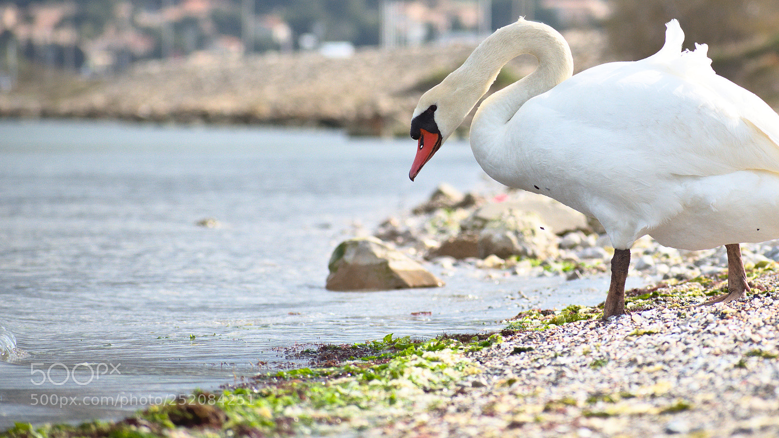 Nikon D5600 sample photo. Swan photography