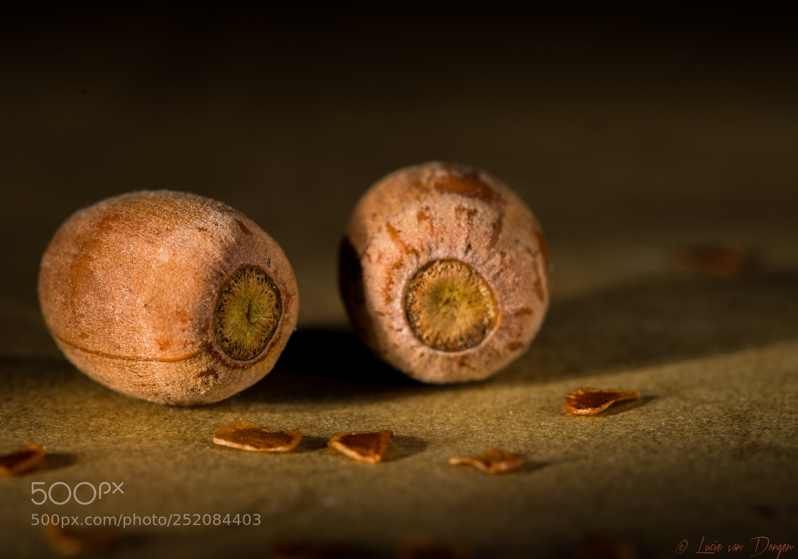 Nikon D610 sample photo. Acorn photography
