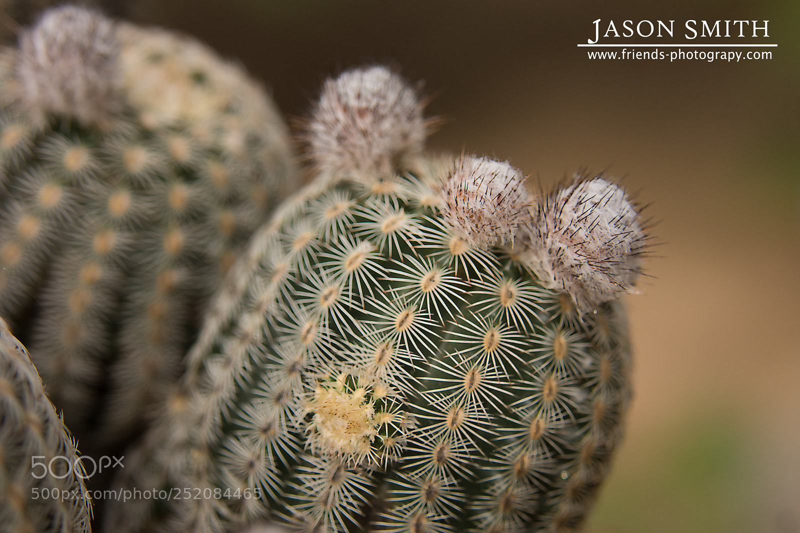 Sony SLT-A65 (SLT-A65V) sample photo. Bigger cactus photography