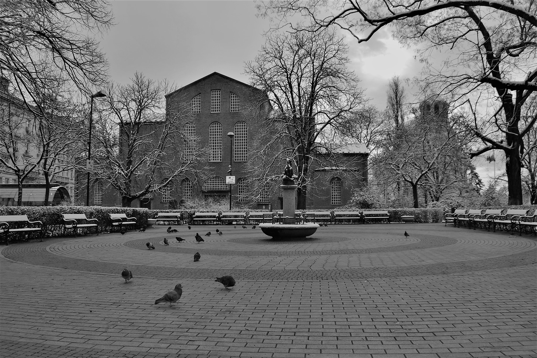 Nikon D3100 sample photo. The pigeons photography