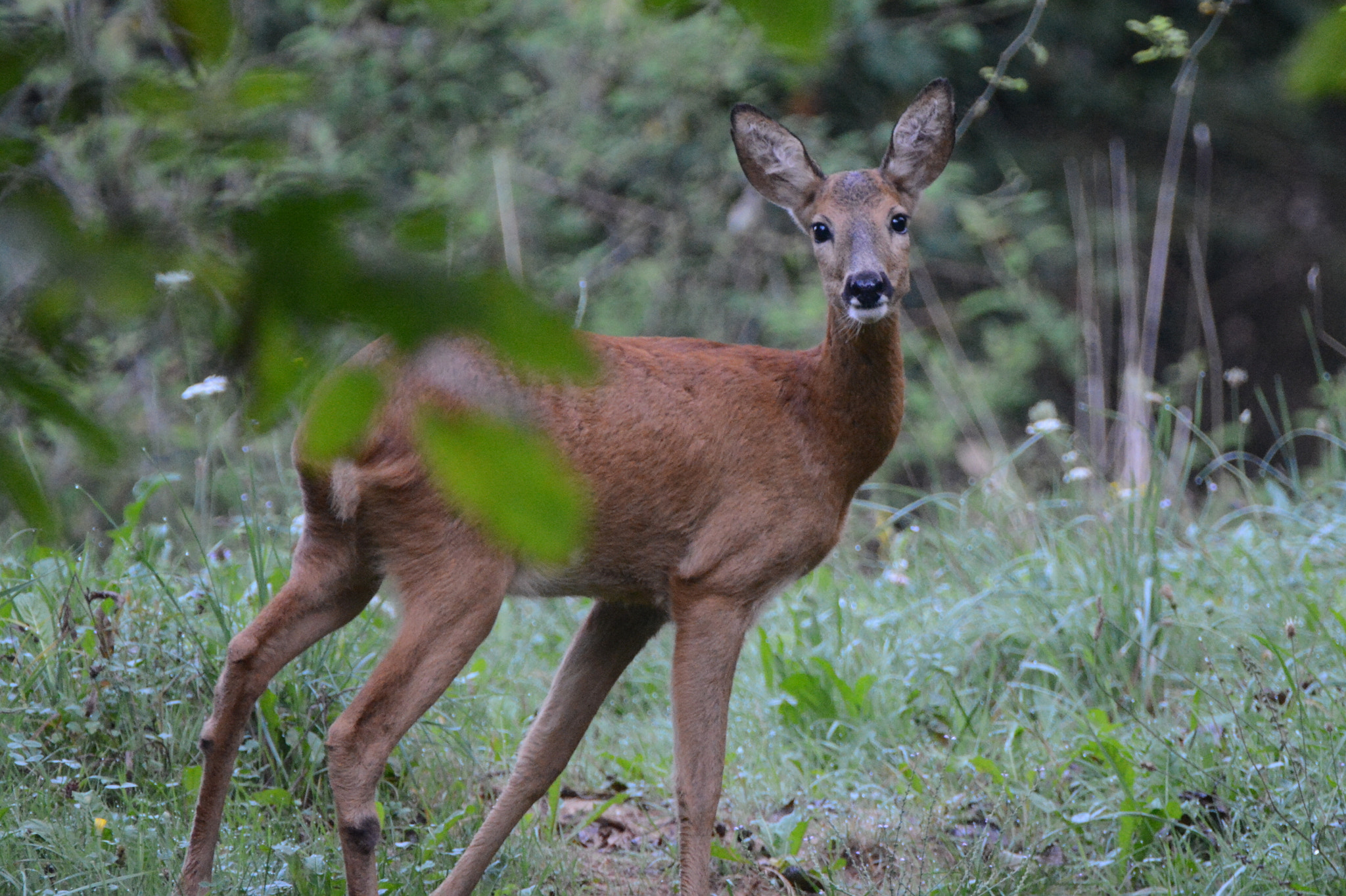 Nikon D5200 sample photo. The prince of the forest photography