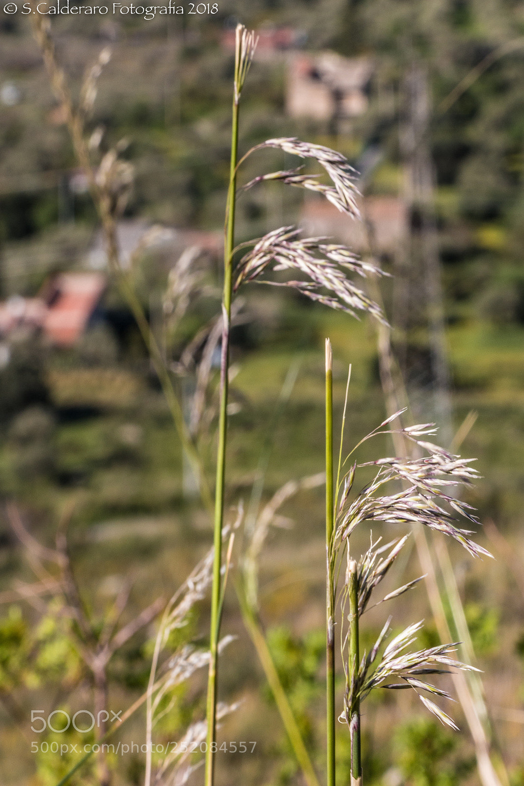 Canon EOS 70D sample photo. Nature.. photography