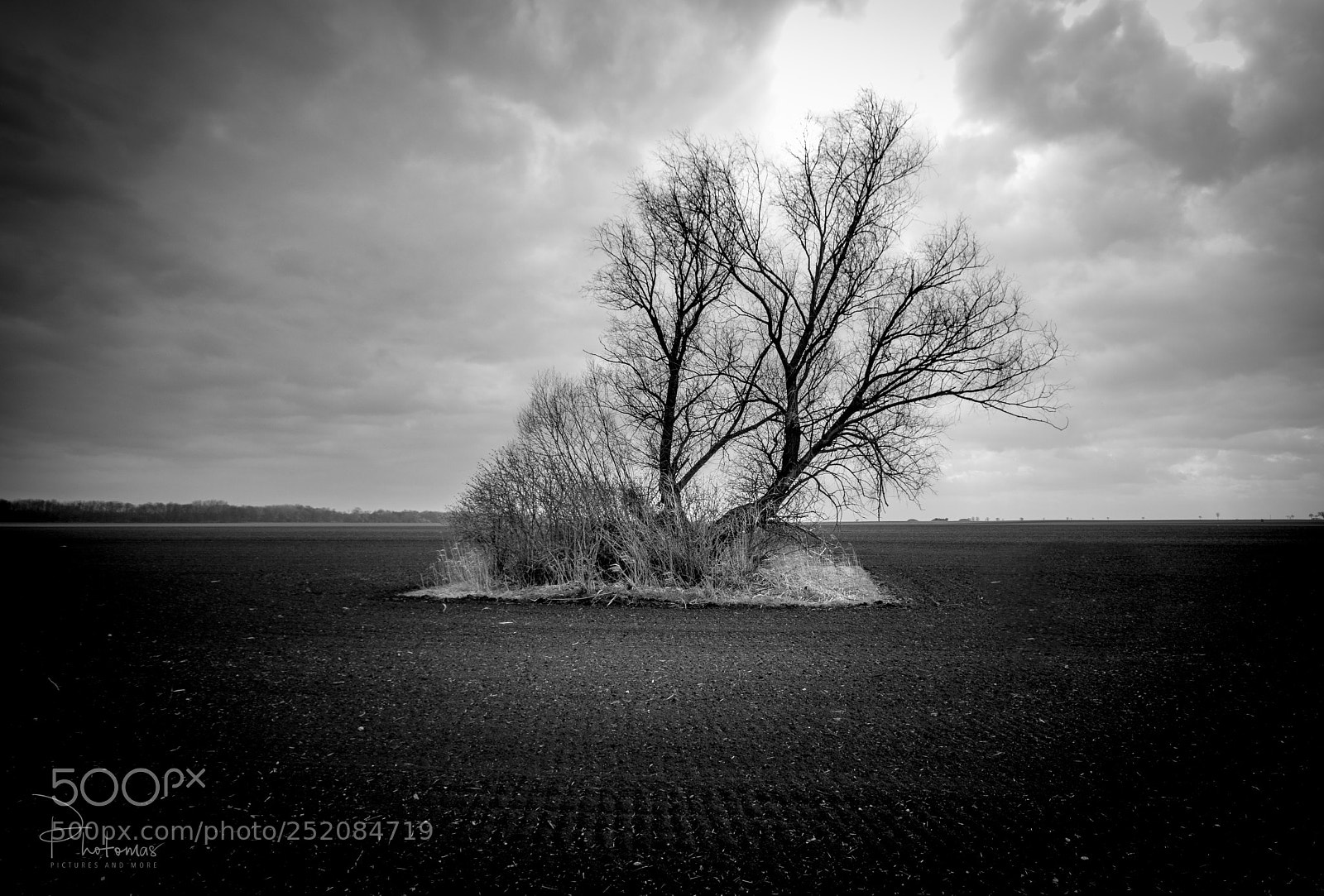 Canon EOS 80D sample photo. Tree photography