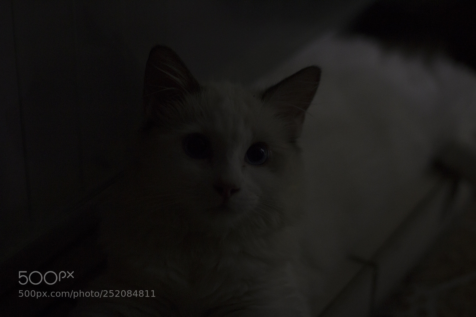 Canon EOS 600D (Rebel EOS T3i / EOS Kiss X5) sample photo. Not my cat photography
