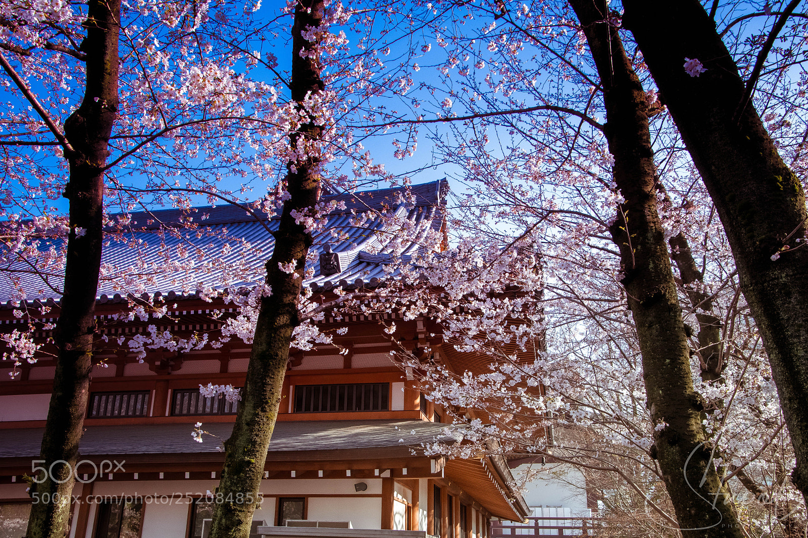 Nikon D500 sample photo. Blossom and temple photography